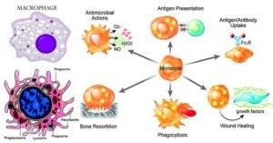 巨噬细胞-介绍和功能