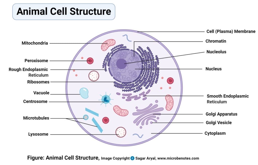 植物细胞与动物细胞 定义 25个不同的细胞器