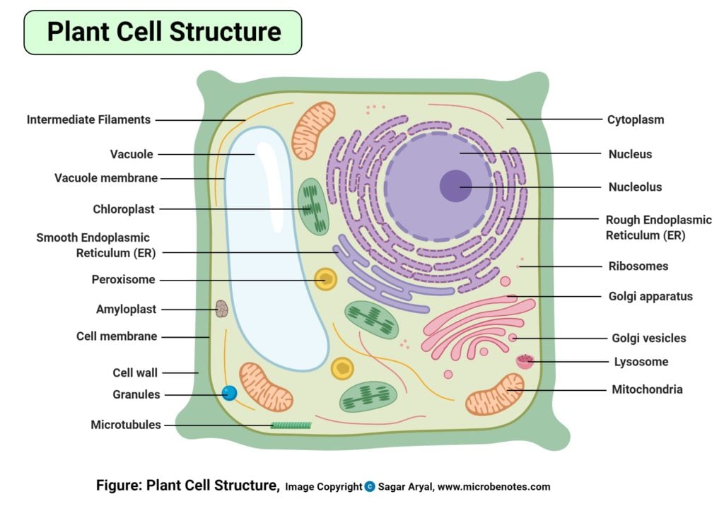 植物细胞与动物细胞 定义 25个不同的细胞器
