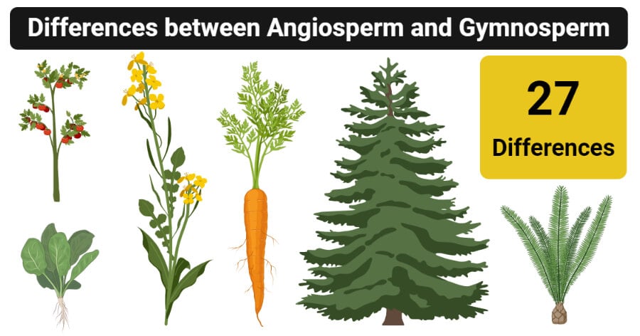 被子植物vs裸子植物 定义 27个主要差异 例子