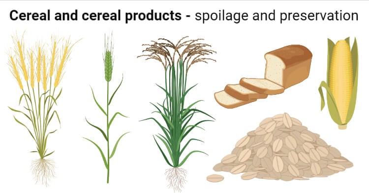 微生物腐败和谷物和谷物产品的保存