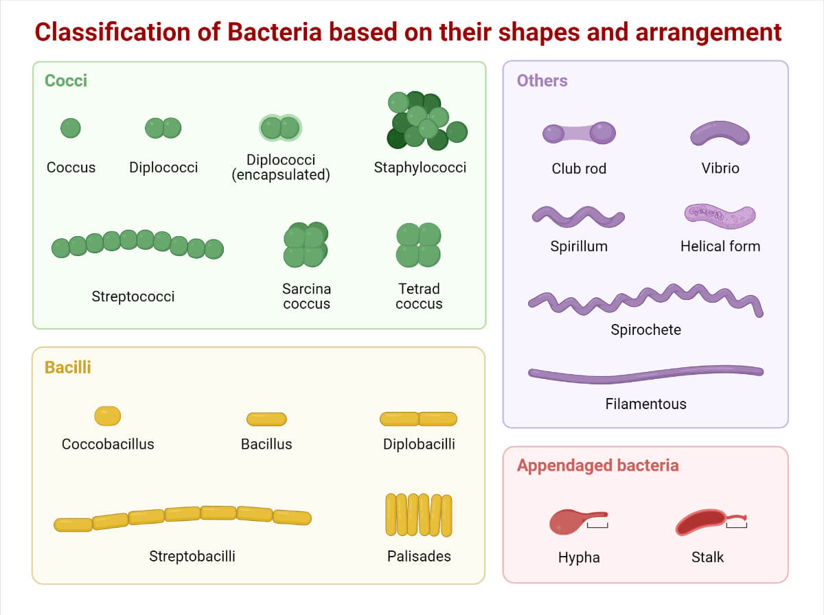 Classification Of Bacteria Flow Chart