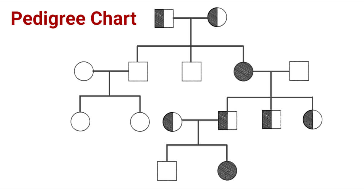 Pedigree Chart Definition Interpretation Symbols Significances 4850